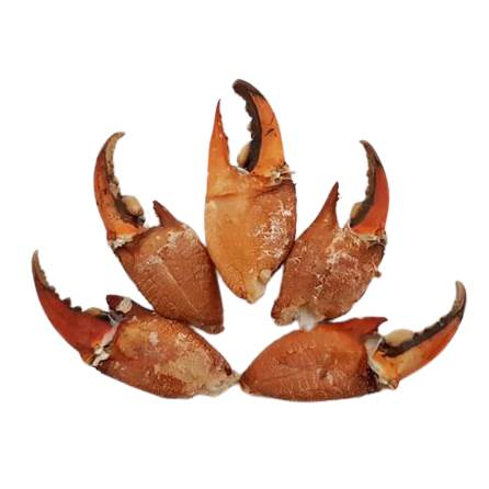 Capit Kepiting